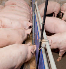 Sistema de alimentación líquida. Foto cortesía de Big Dutchman.